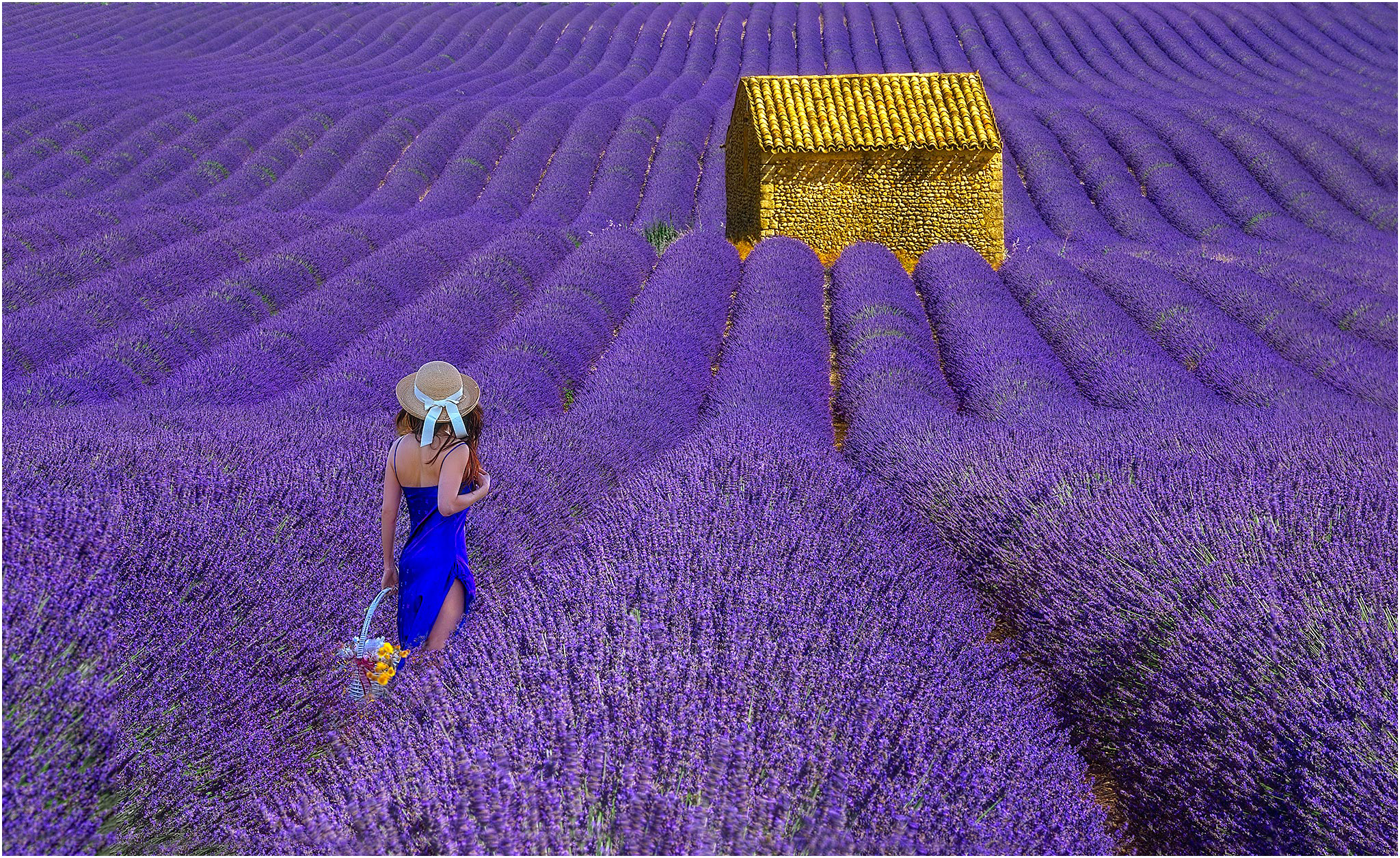 lavender Flower Field